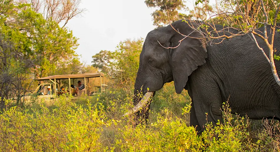 Explore-Botswana-Self-Drive-Safaris-What-We-Offer