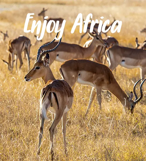 Explore-Botswana-Self-Drive-Safari-Activities
