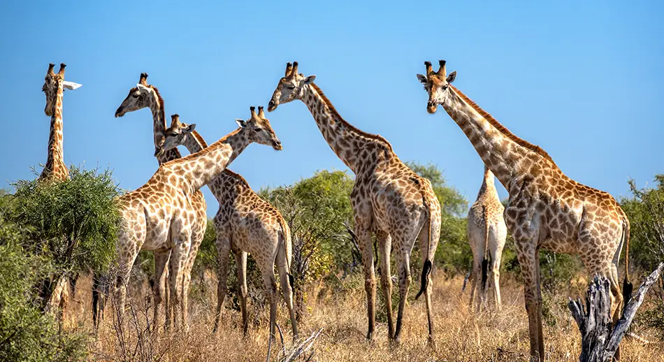 Explore-Botswana-Self-Drive-Safari-Travelling-in-Botswana-Vaccinations