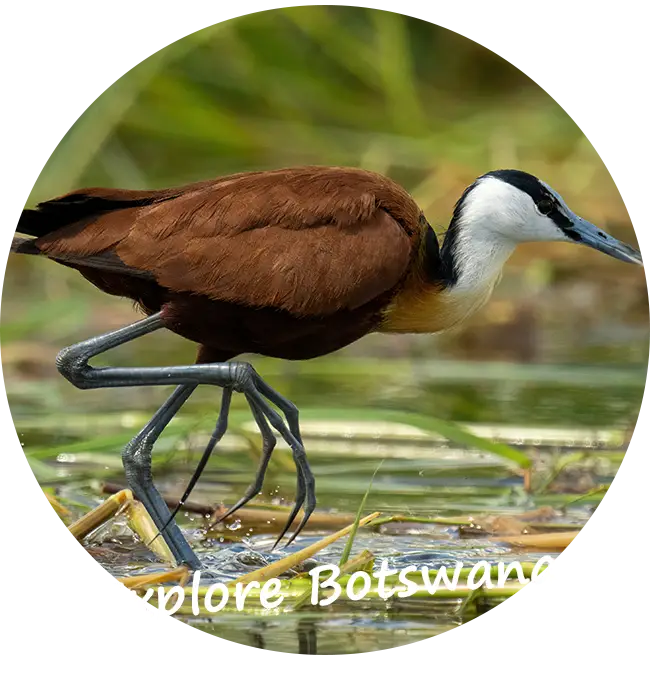 Explore-Botswana-Self-Drive-Safari-Travelling-in-Botswana